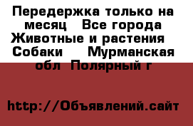 Передержка только на месяц - Все города Животные и растения » Собаки   . Мурманская обл.,Полярный г.